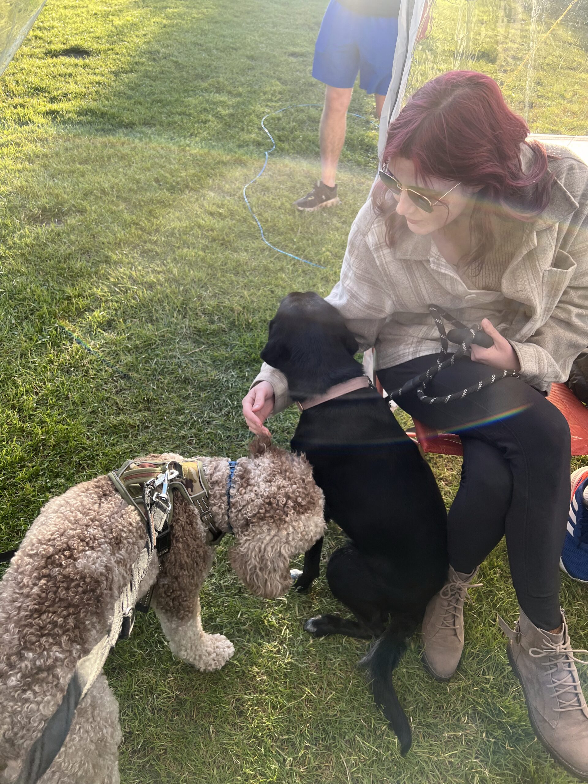 Dogs on Trip